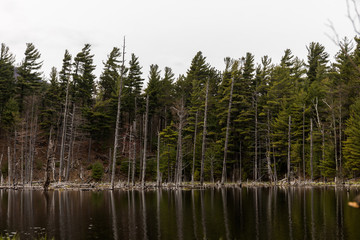 Fototapeta na wymiar las nad jeziorem