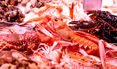 Fresh lobsters. langustas on ice in the Barcelona fish market