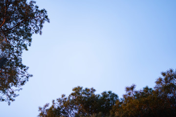Crowns of trees on a blue sky. Evergreen crowns of pines.