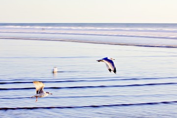 Fototapeta na wymiar Möwen fliegen über Strand