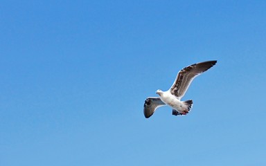 Fliegende Möwe