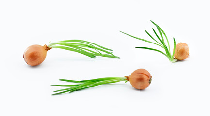 Germinated onion  isolated on white background.