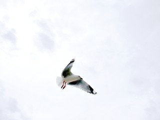 Möwe im Flug