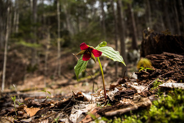 kwiat © kolorowekadry