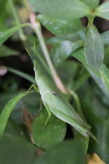 Rice grasshoppers close up detail green grasshopper on green leaves disguised