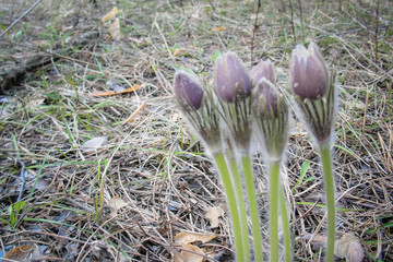 Buds of First spring flower violet Pulsatilla patens blooming