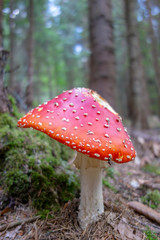 Poison mushroom Amanita Muscaria in forest