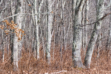 Lichen Covered Forest as If Existing in a Fantasy World