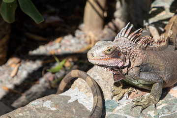 Iguana Basking in the sun