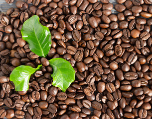 Coffee beans on a wooden background with leaves of a coffee tree with spaces for text.