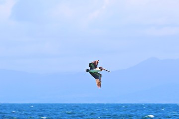Pelikan fliegt übers Meer
