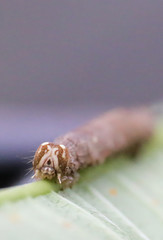 Brown caterpillar on a leaf, eating and crawling on green leaves