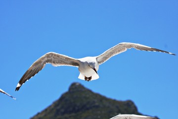 schwebende Möwe