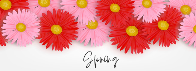 Fototapeta na wymiar Spring banner or header background with pink and red daisy flowers. Vector illustration.