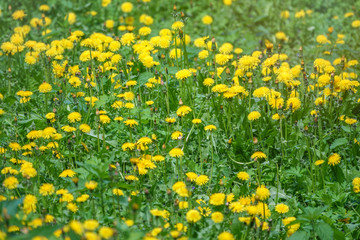 Fototapeta premium Field of yellow dandelions. Taraxacum officinale, the common dandelion