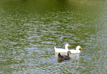 Patos en la laguna