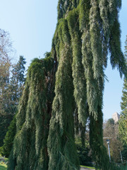Sequoiadendron giganteum 'Pendulum' | Ramures pleureuse de forme graphique du Séquoia géant...