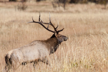 Elk of The Colorado Rocky Mountains