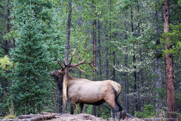 Elk of The Colorado Rocky Mountains