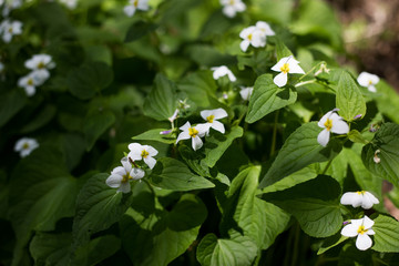 roślina © kolorowekadry