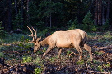 Elk of The Colorado Rocky Mountains