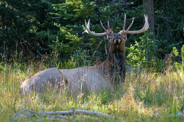 Elk of The Colorado Rocky Mountains