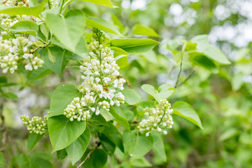 Green branch with spring lilac flowers.White lilac blossoms in spring, fresh green leaves of lilac branch. Garden, sun's spring rays. white flowers in bloom in spring.