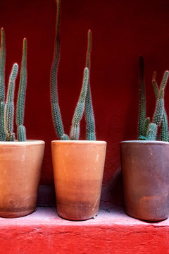 Cactus pots against a red wall