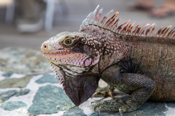 Fototapeta premium Iguana Basking in the sun