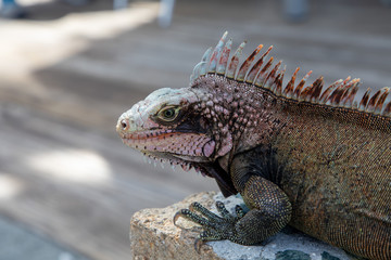 Fototapeta premium Iguana Basking in the sun