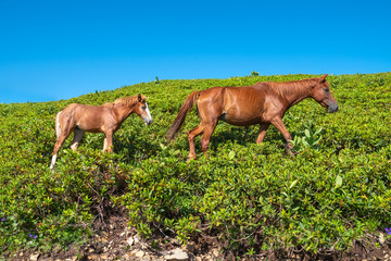 A horse and a foal graze on a green hillside.