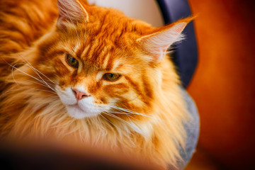 Portrait of ginger Maine Coon cat