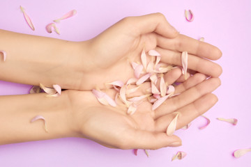 Womans hands with a bright pink gerbera flowers on a purple backround. Product or skin care, natural petal cosmetics, anti-wrinkle hand care.