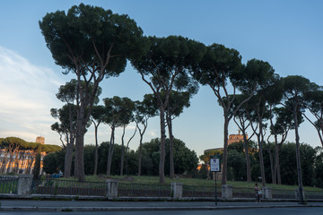Fototapeta na wymiar view of city trees rome italy