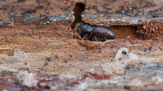 Close up of a spruce bark beetle feeding on wood