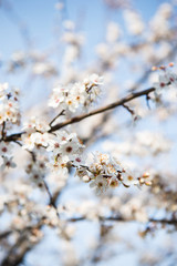 Beautiful background with blooming tree. Spring flowers on the tree. Enjoying nature and springtime