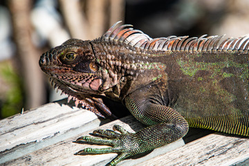 Iguana Basking in the sun