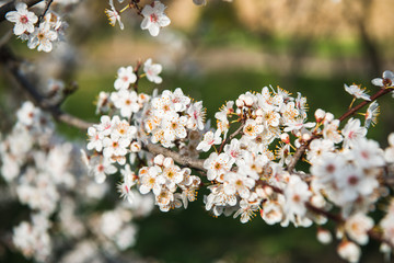 Beautiful background with blooming tree. Spring flowers on the tree. Enjoying nature and springtime