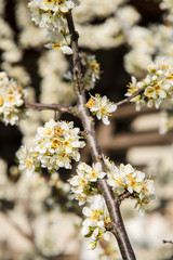 Beautiful background with blooming tree. Spring flowers on the tree. Enjoying nature and springtime