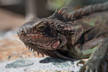 Iguana Basking in the sun