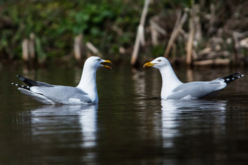 Herring Gull  in habitat. Her Latin name are Larus argentatus.