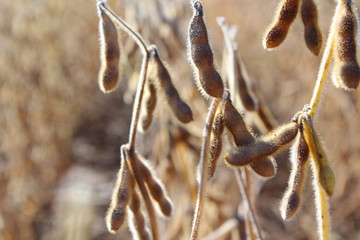 Soybean Pods