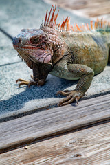 Iguana Basking in the sun