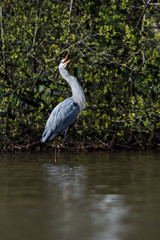 Grey Heron in habitat. Her Latin name is Ardea cinerea.