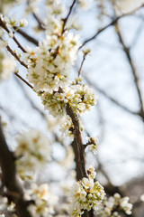Beautiful background with blooming tree. Spring flowers on the tree. Enjoying nature and springtime