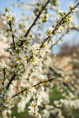 Beautiful background with blooming tree. Spring flowers on the tree. Enjoying nature and springtime