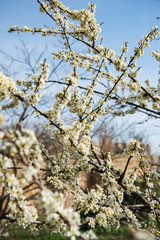 Beautiful background with blooming tree. Spring flowers on the tree. Enjoying nature and springtime