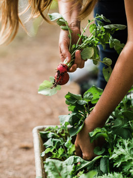 harvesting radish
