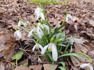 Snowdrop flowers