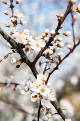 Beautiful background with blooming tree. Spring flowers on the tree. Enjoying nature and springtime